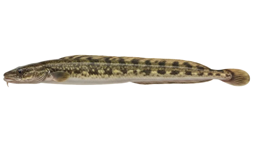 Aalmutter