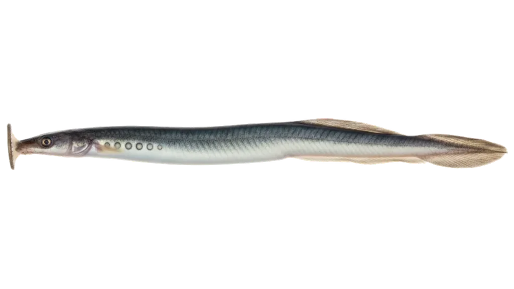 Flussneunauge