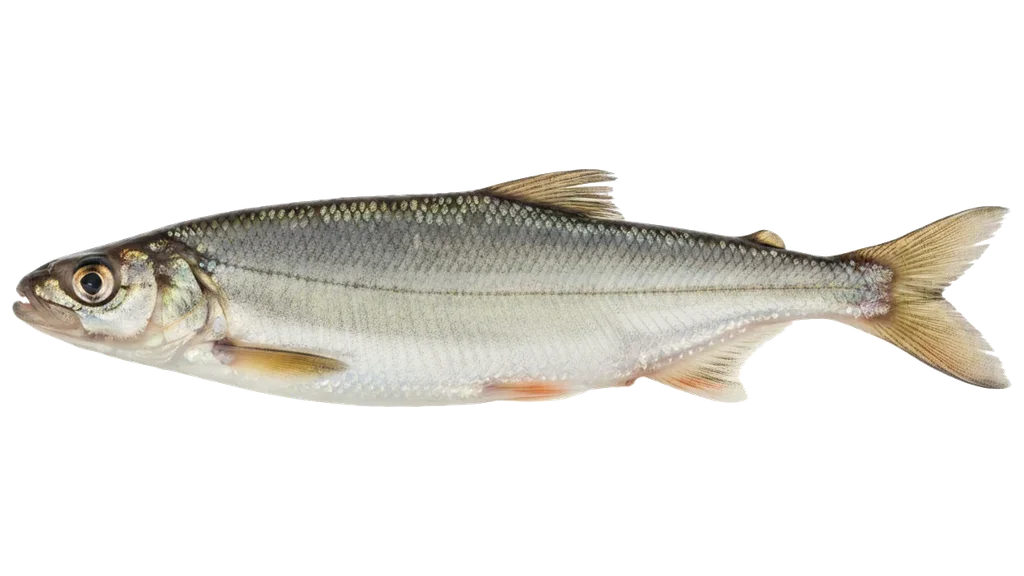Kleine Maräne