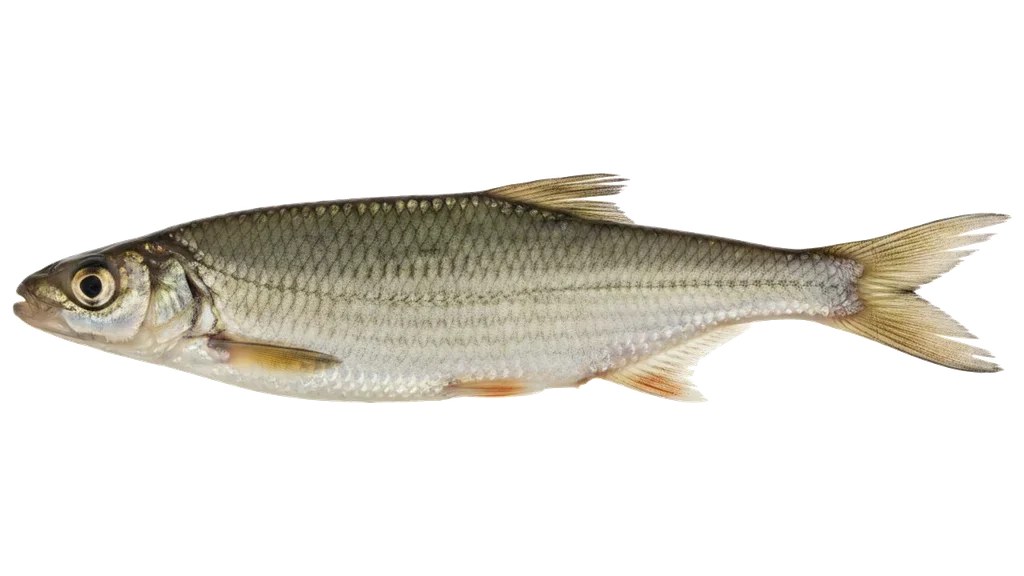 Mairenke