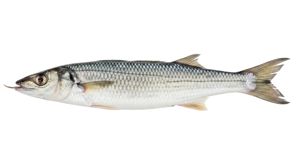 Dünnlippige Meeräsche