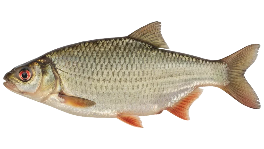 Perlfisch