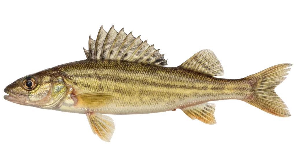 Schrätzer