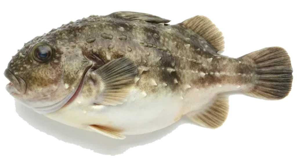Seehase