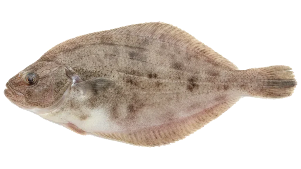 Seezunge
