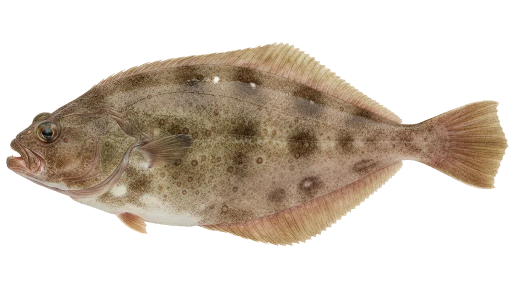 Steinbutt