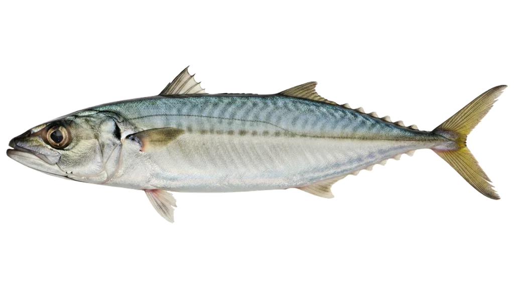 Stöcker