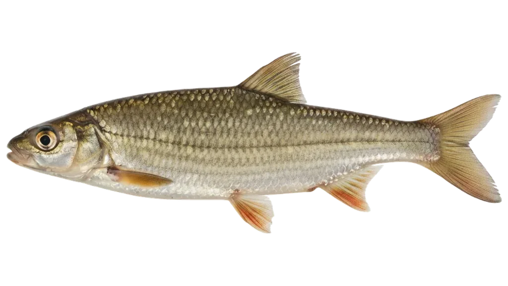 Strömer