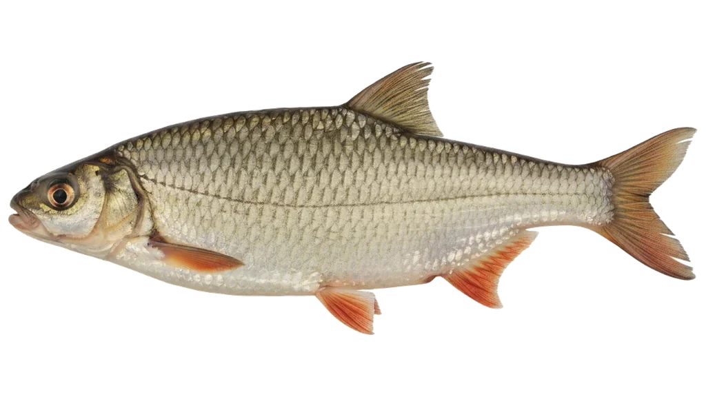 Zährte
