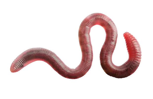 Tauwurm